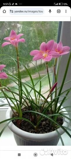 Зефирантес выскочка розовая