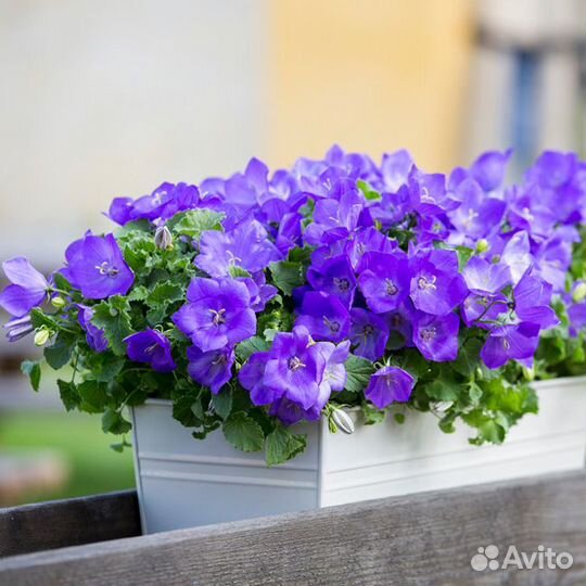 Колокольчик карпатский