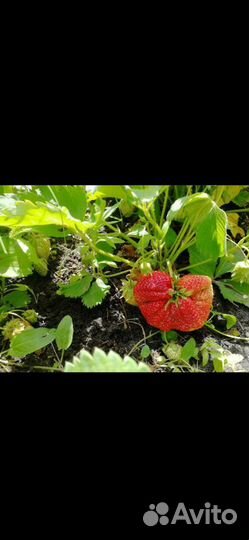 Клубника чамора туруси