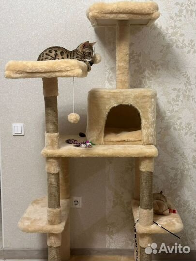 Бенгальский кот