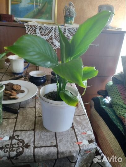 Спатифиллум