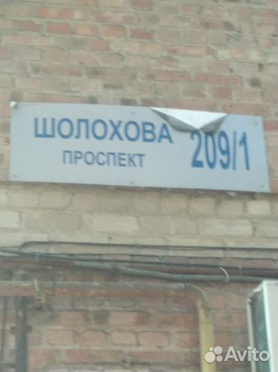 Кошка в дар бесплатно