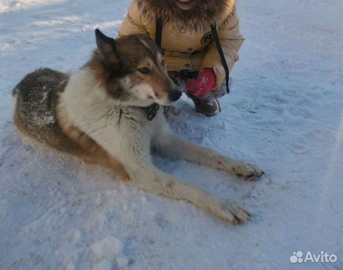 Потерялась собака лайка