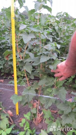 Саженцы черной смородины