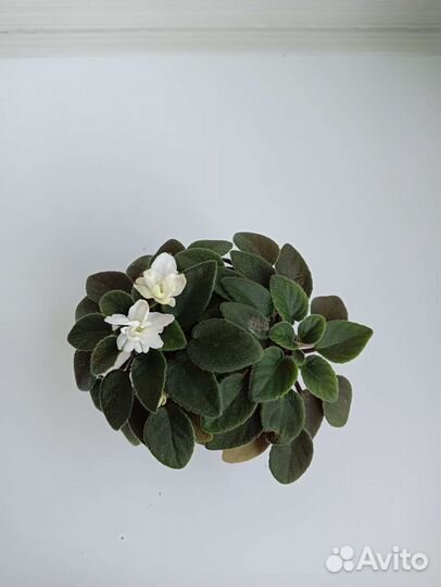 Детки фиалок