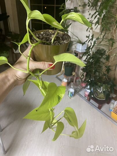 Филодендрон