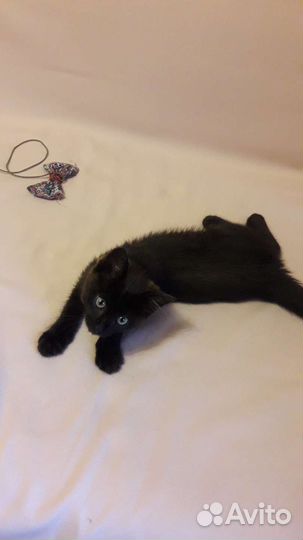 Котенок девочка в добрые руки