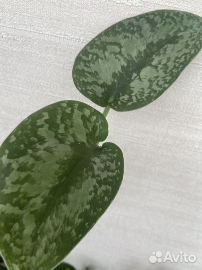 Сциндапсус