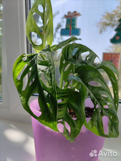 Монстера манки