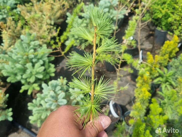 Лиственница европейкая