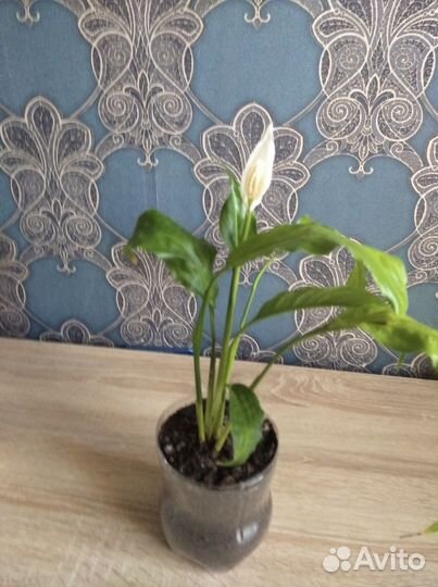 Продам цветы комнатные