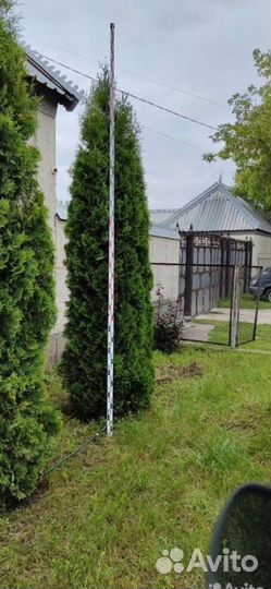 Туя Колумна