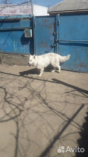 Белая швецарская