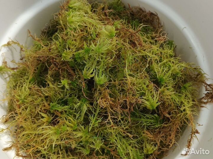 Сфагнум мох лесной свежий