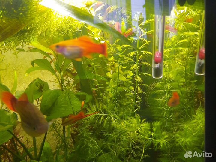 Сомы Анциртусы, меченосцы