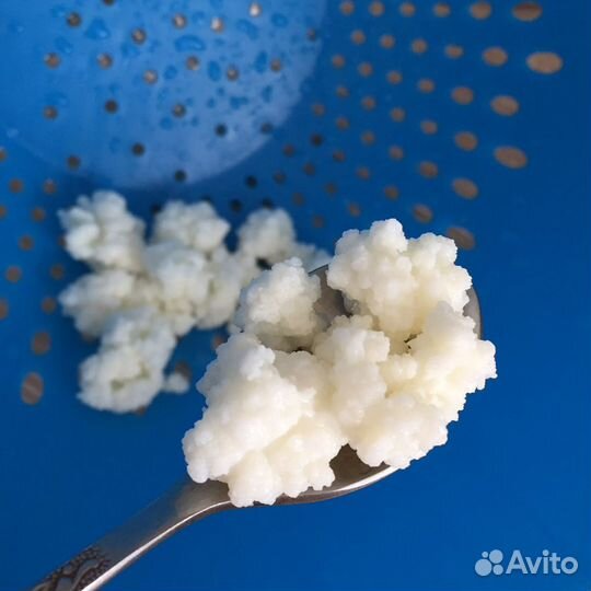 Кефирный гриб