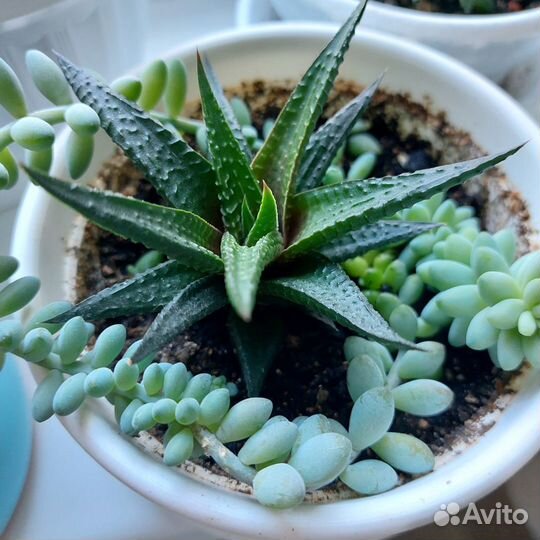 Суккуленты кактус