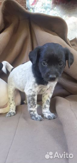 Щенки мама лабрадор