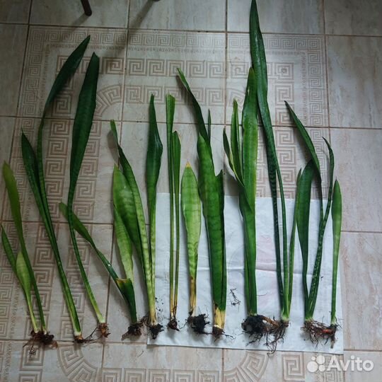 Сансевиерия сортовая