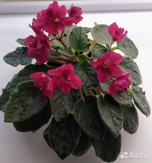 Фиалки на бутонах в горшке