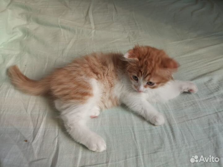 Пушистый котенок в дар
