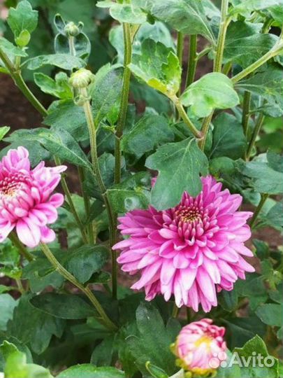 Хризантемы, крокусы