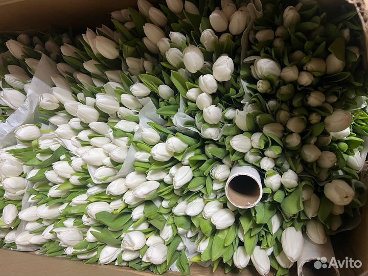 Тюльпаны к 8 марта розница Омск