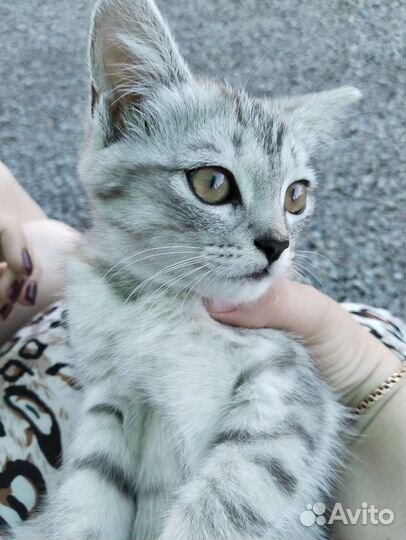 Кошка в дар бесплатно