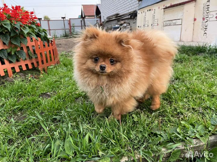 Щенки шпица