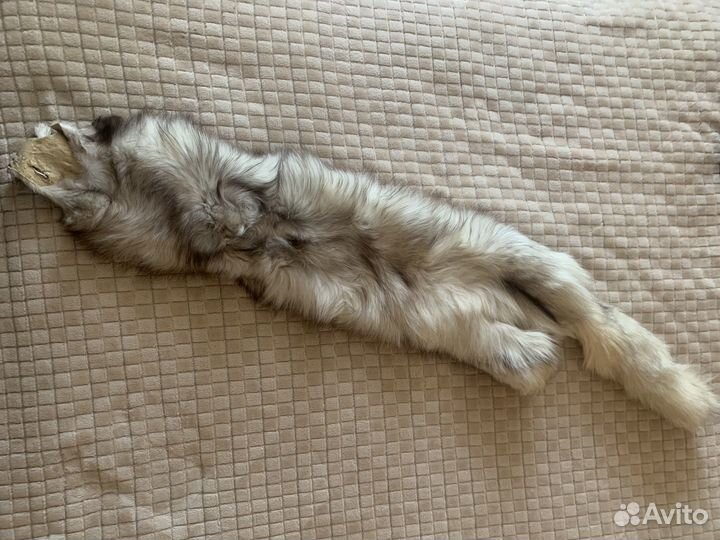 Шкурка животного