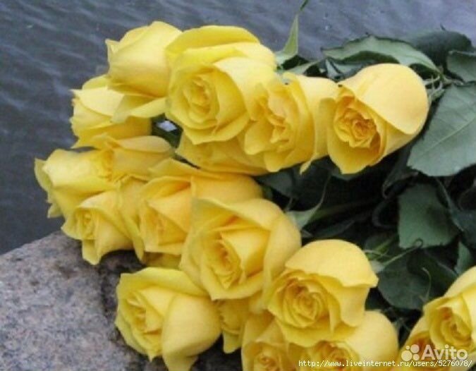 Желтые розы Букет желтых роз 31 роза 51 роза