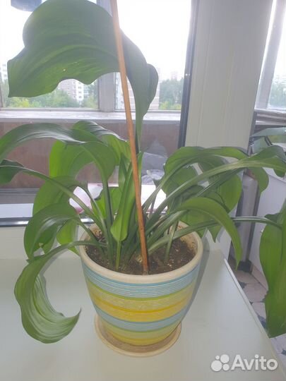 Эухарис амазонская лилия