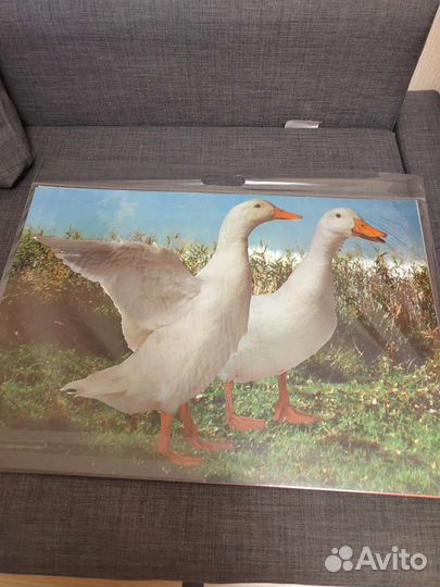 Макси пазлы для детей животные новые