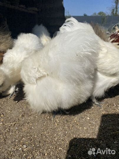 Китайские шелковые куры. Инкубационное яйцо