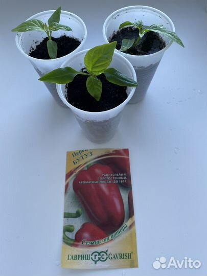 Рассада перца, помидор