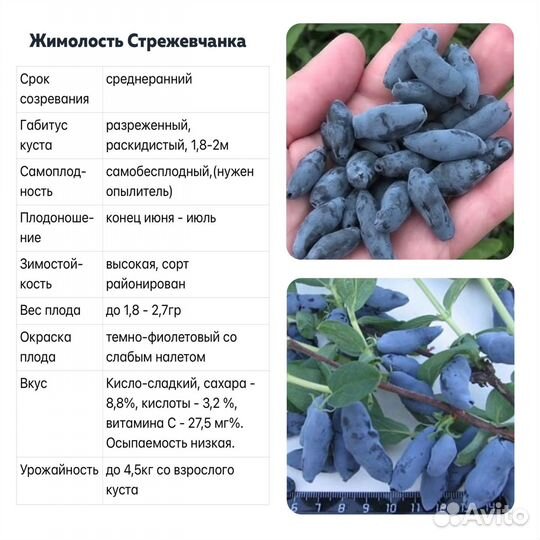 Саженцы жимолости