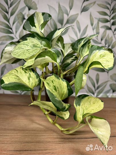 Эпипремнум Марбл квин