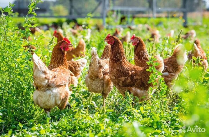 Куры несушки с доставкой