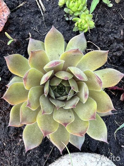 Молодило Каменная роза #молодило #каменнаяроза