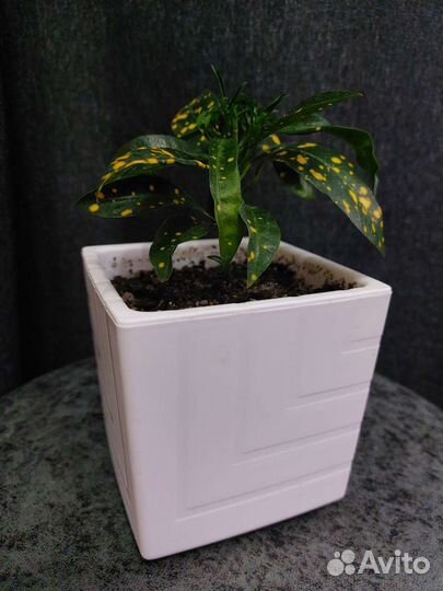 Кротон (кодиеум)