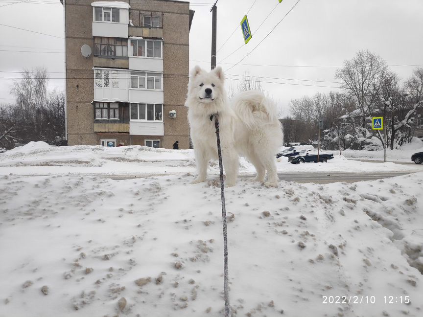 Вязка Самоедская лайка