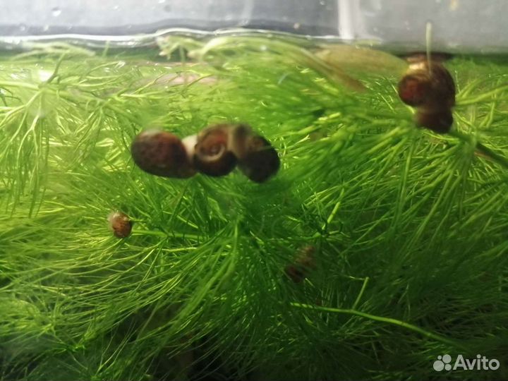 Аквариумные улитки