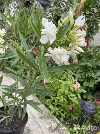 Цветы олеандры