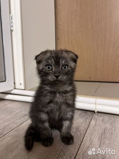 Шотландская смесь