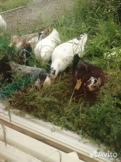 Утки селезень