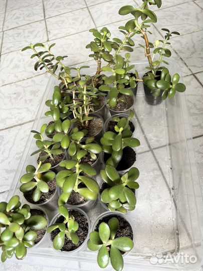 2 шт. Малыши денежного дерева