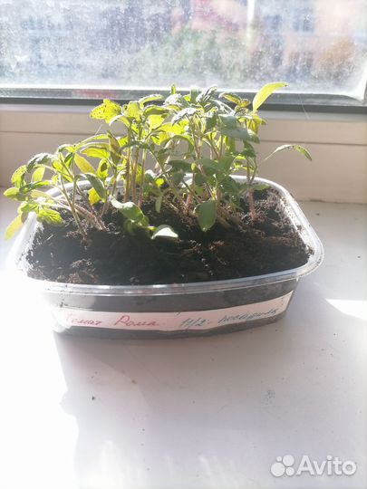 Томат рома рассада