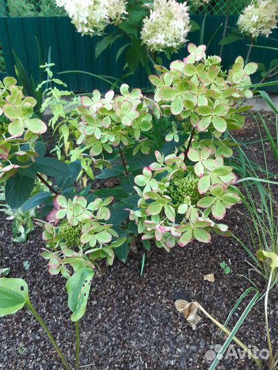 Гортензия метельчатая Пастель грин