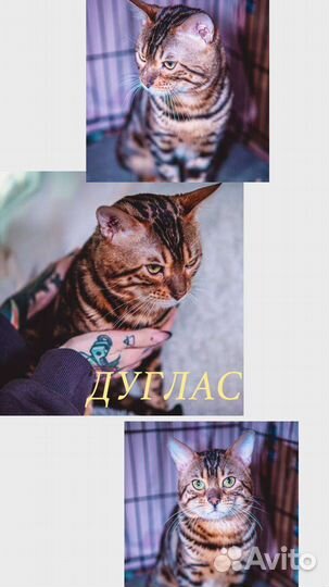 Кошки в добрые руки бесплатно