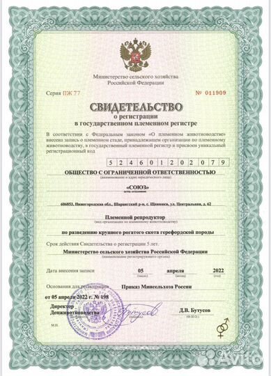 Коровы герефордской породы класса класса элита и э